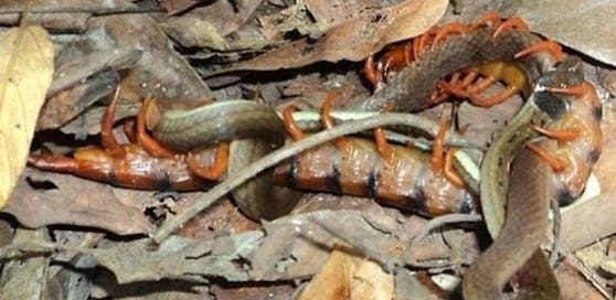 In Thailand beobachteten Biologen einen Hundertfüßer, der eine Schlange bei der Eiablage packte und tötete.