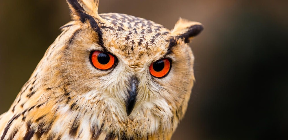 Uhus sind die größte Art aller Eulenvögel; Symbolfoto