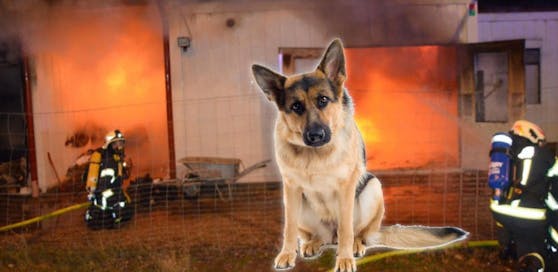 Originalfoto vom Brand, Symbolfoto eines Hundes.