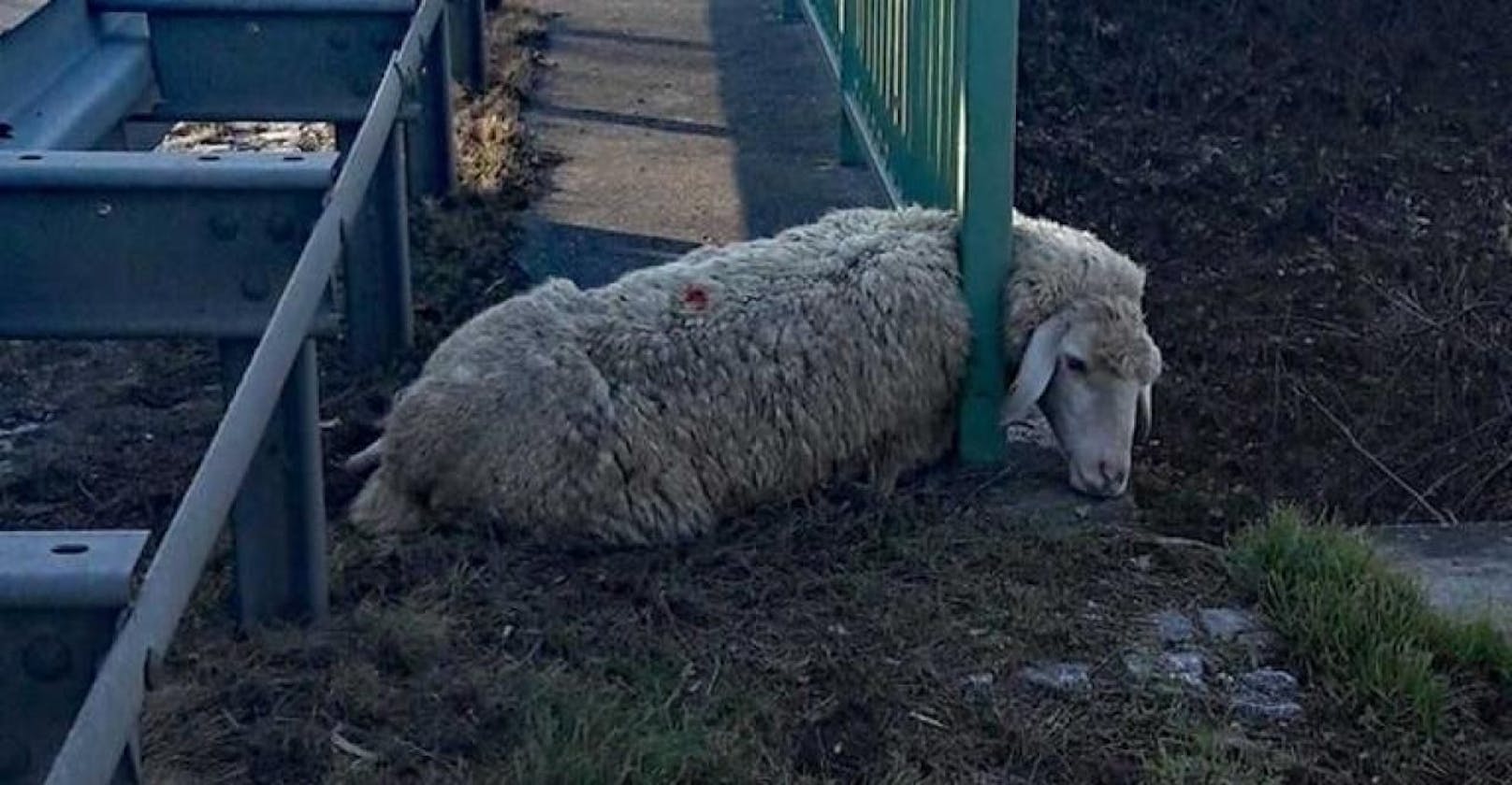 Die Polizei Freiburg-Süd musste dieses Schaf retten.
