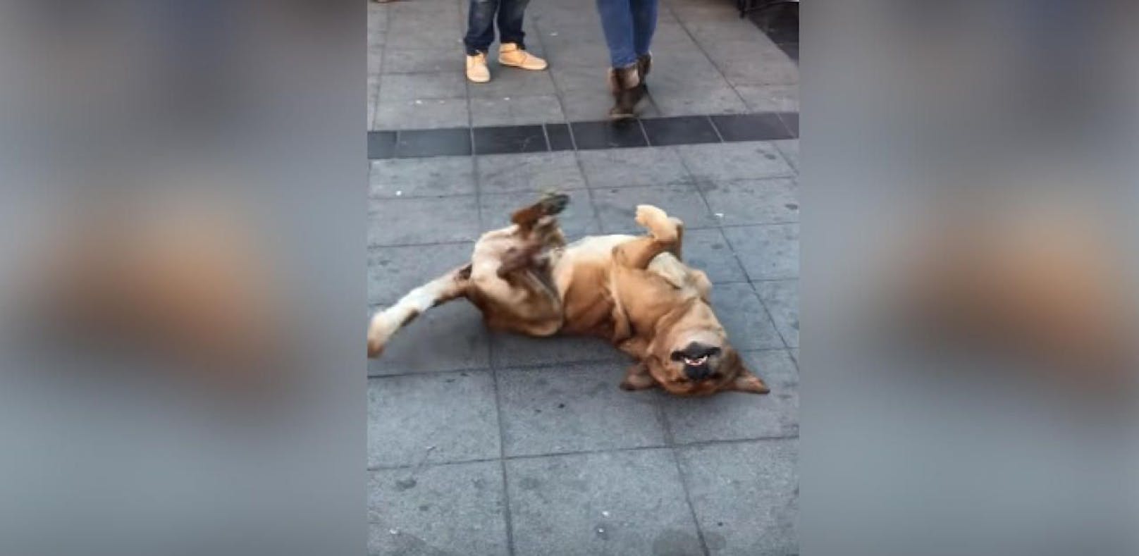 Straßenhund begeistert Menschen mit Tanzeinlage