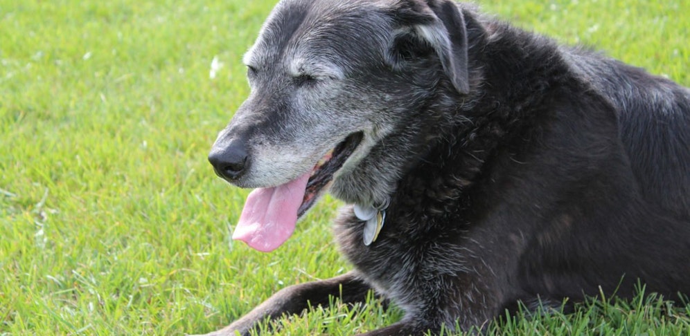 Der Mann griff zu einem Stock und schlug damit auf den alten Hund ein