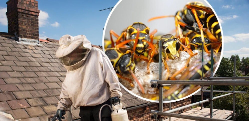 Die "Wasp-Force" bekämpft Wespennester