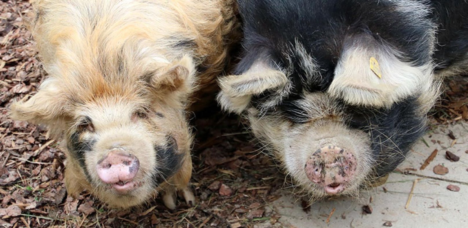 Sauerei! Seltene Schweine in Herberstein eingezogen