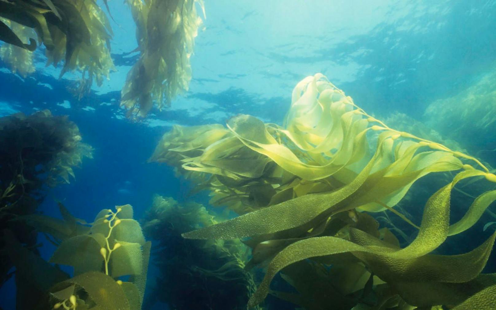 Algen: Diätwunder aus dem Meer