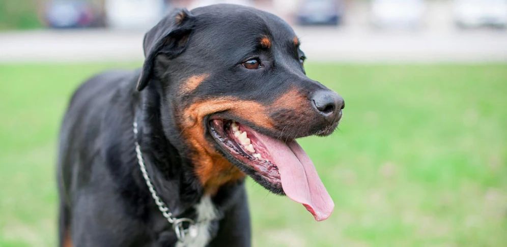 Rottweilerhündin biss zu: 45-Jähriger schwer verletzt.