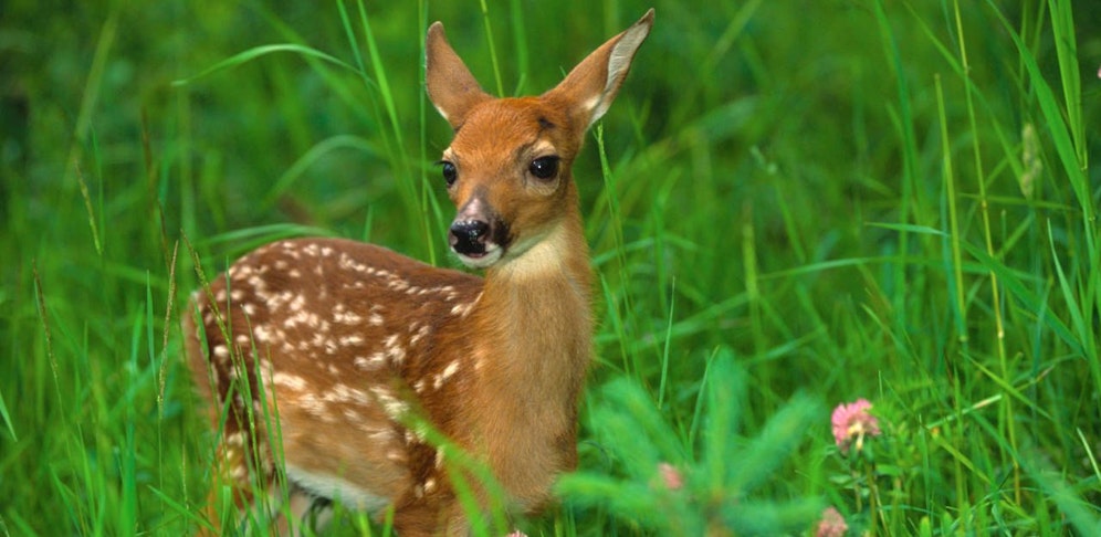 Der Torso des Kitzes wurde zurückgelassen, den Kopf nahmen der/die unbekannte/n Täter mit.