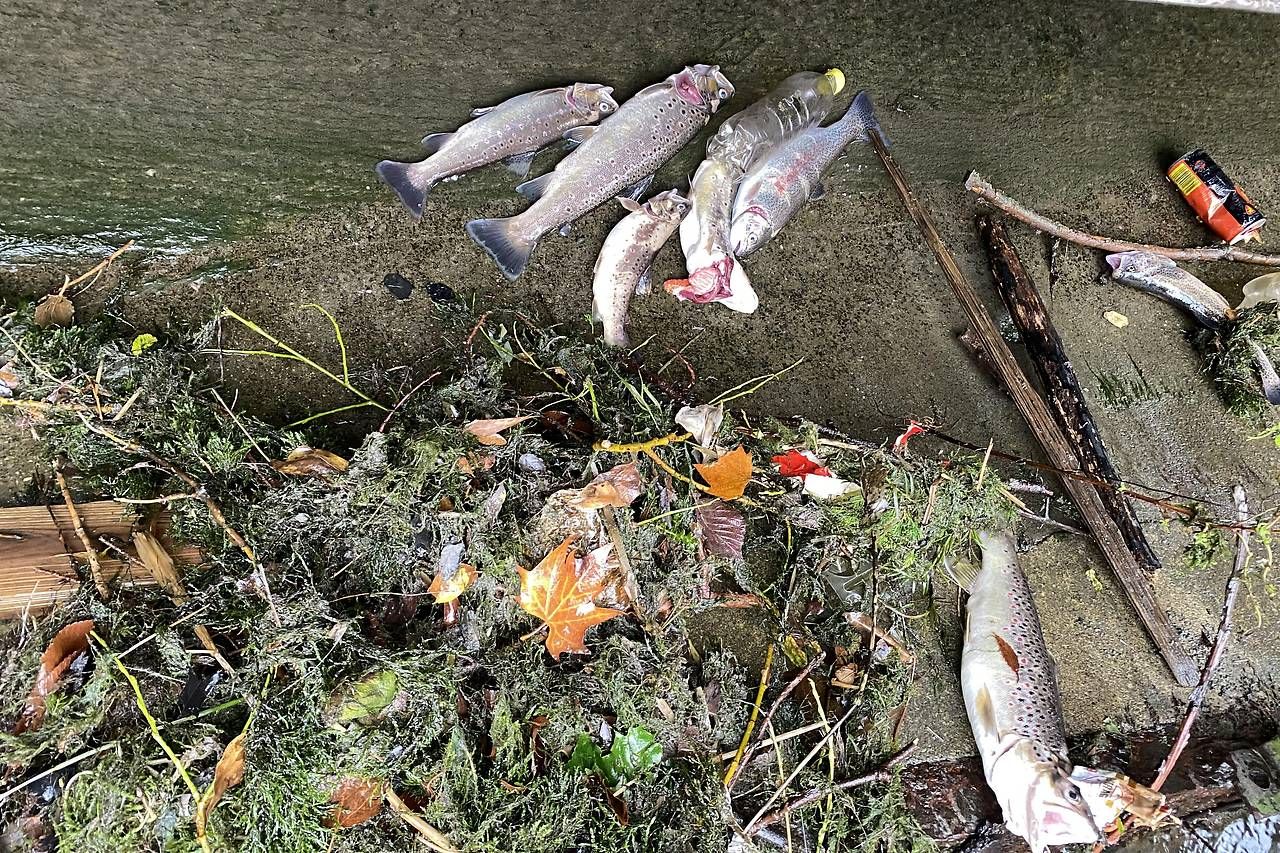 Einige der toten Fische. 