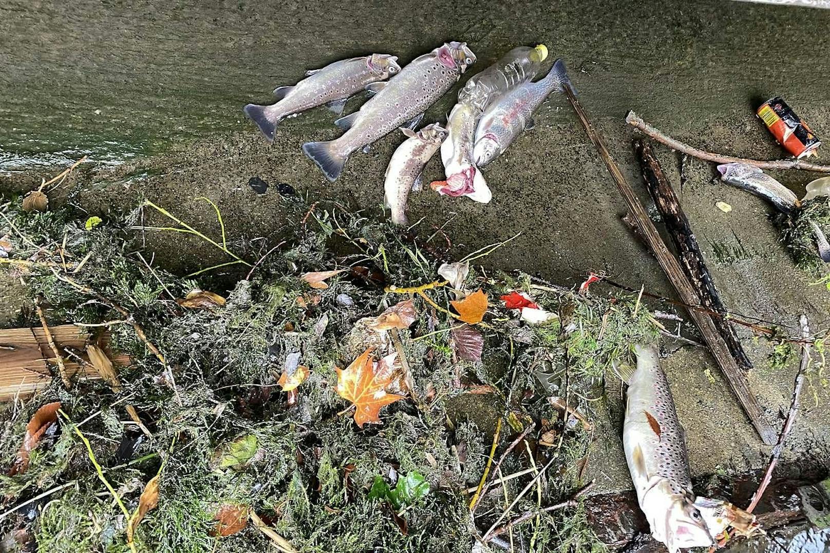 Einige der toten Fische. 