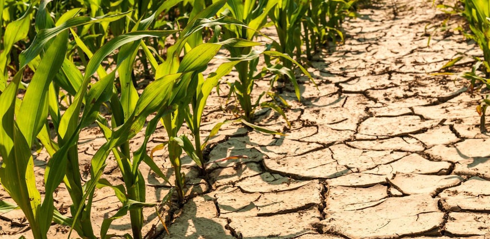 Ohne Donauwasser ist die Landwirtschaft im Osten bald nicht mehr möglich, so die Landwirtschaftskammer Österreich.