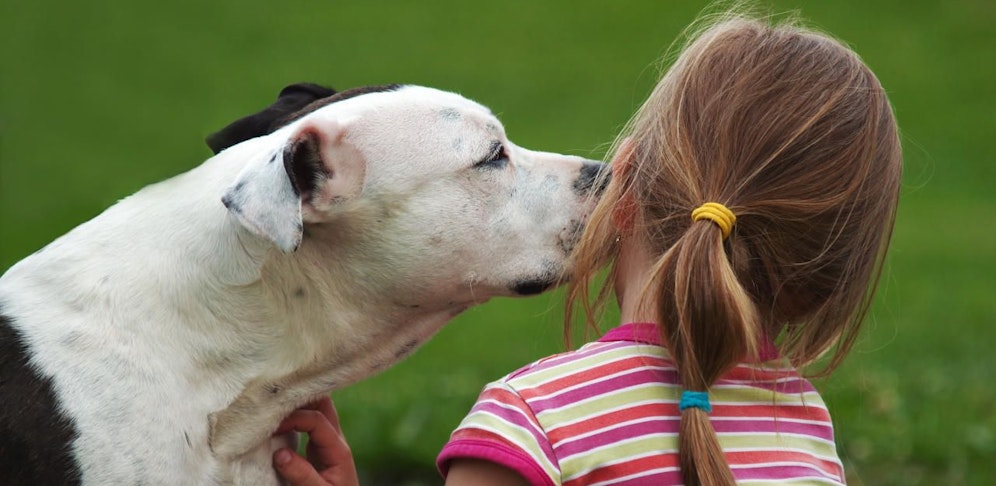 Der Pitbull biss das Kind ins Genick und tötete es