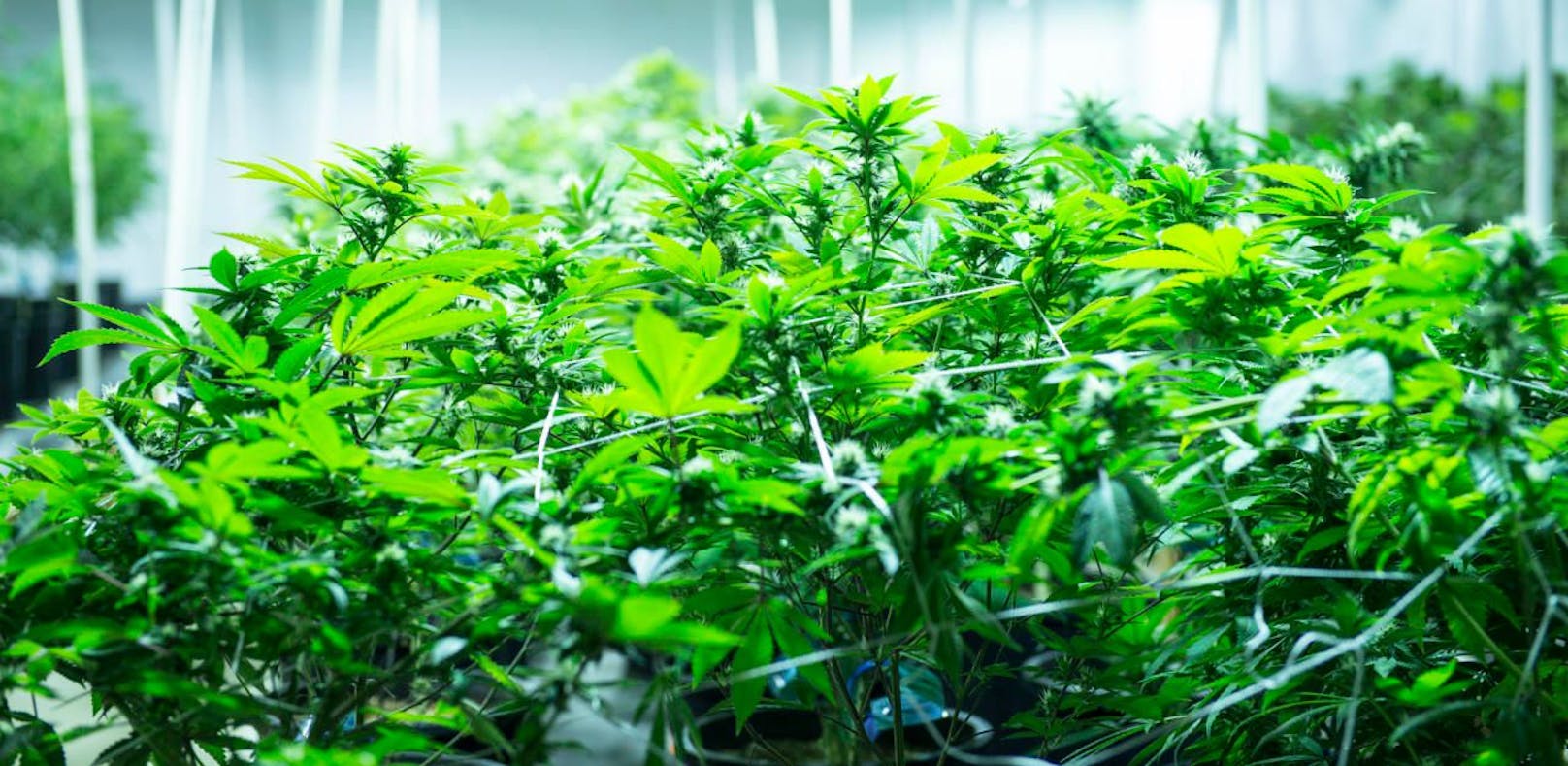 Das Geschäft mit den Cannabispflanzen florierte.