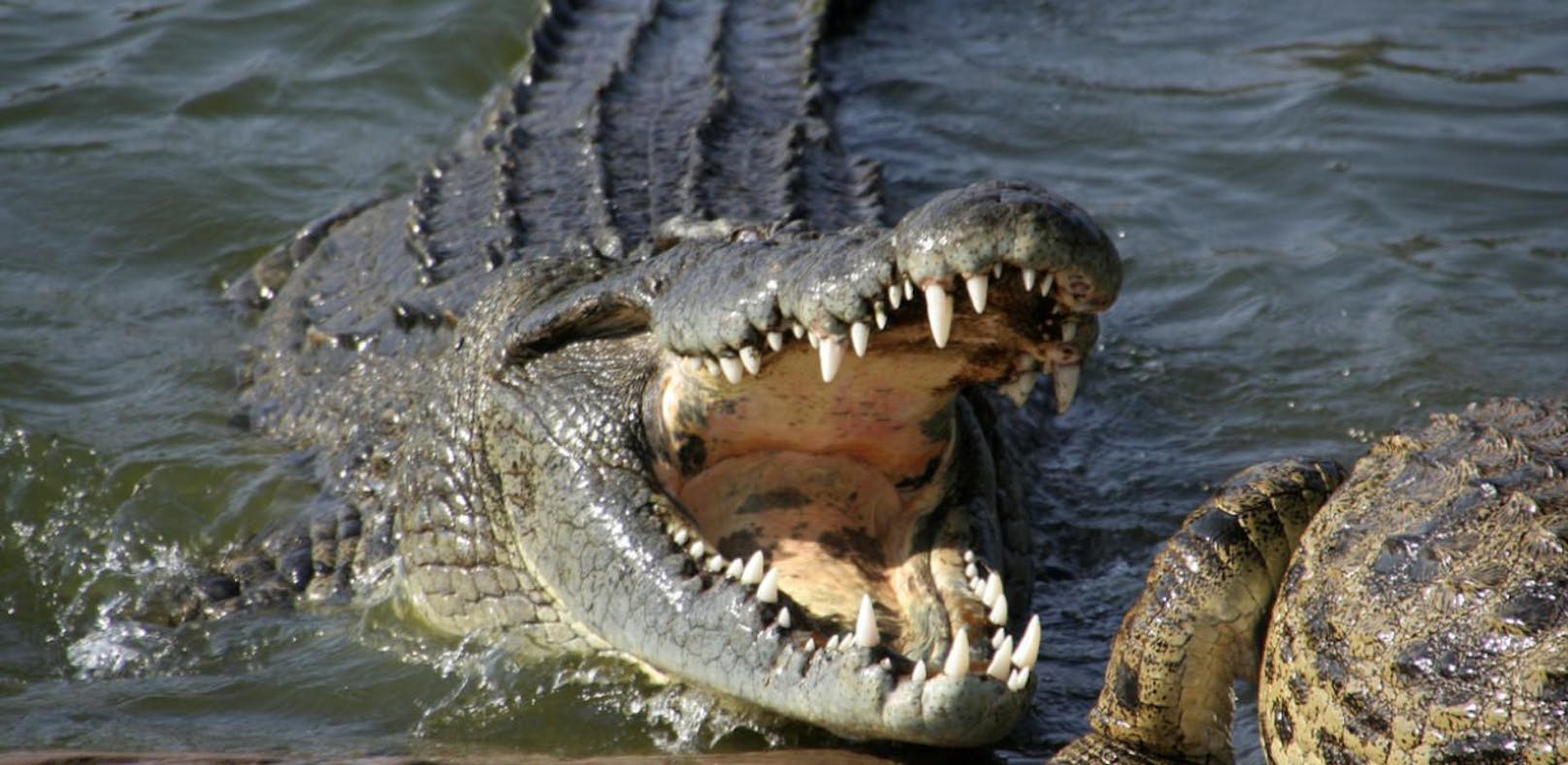 Pastor bei Seetaufe von Krokodil getötet