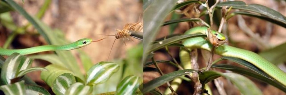 Annäherung an das Zielobjekt (l.), dann die Verspeisung