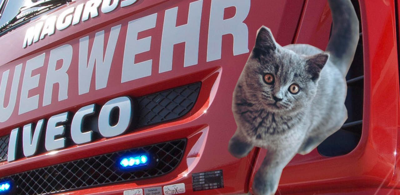 Heute.at - Frau will Katze aus Schacht befreien – beide gefangen