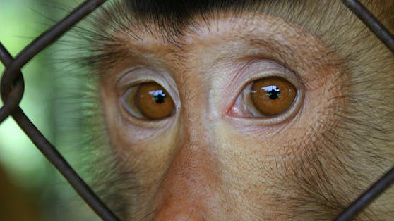 Affe