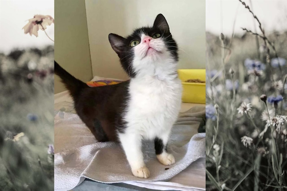 Das kleine "Fienchen"  einfach Zucker!
