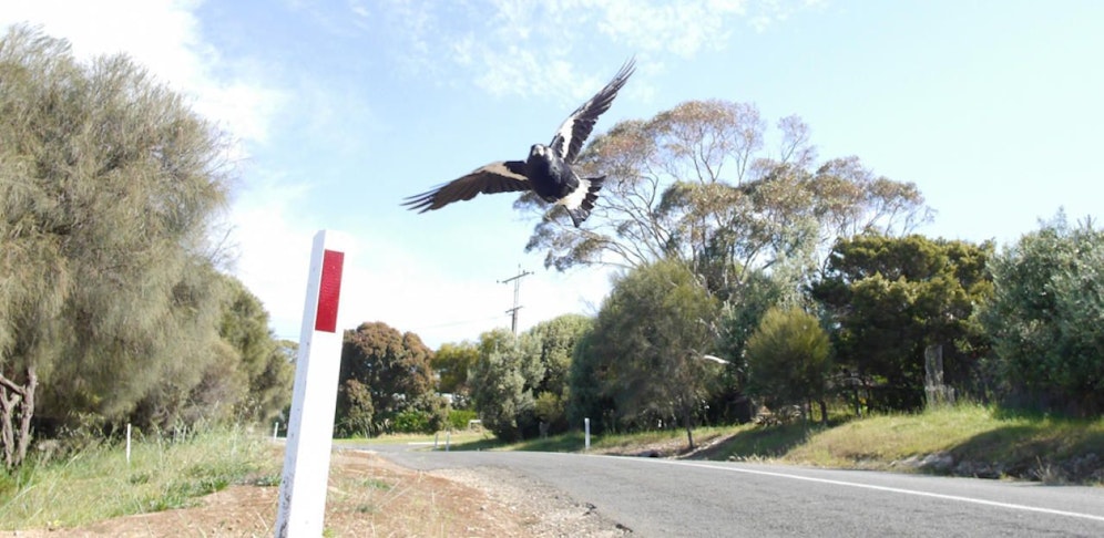 Der Radfahrer wurde von einer Elster angegriffen.