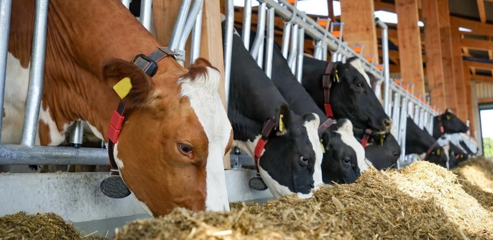 Unfalldrama in einem Kuhstall im Bezirk Waidhofen an der Thaya.