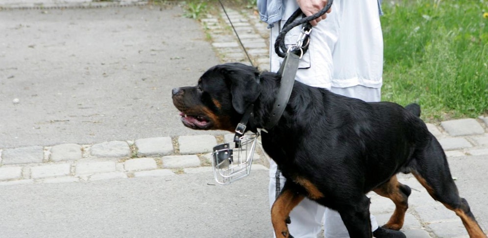 Der Rottweiler biss der Frau ins Gesicht und verletzte sie schwer. (Symbolfoto)