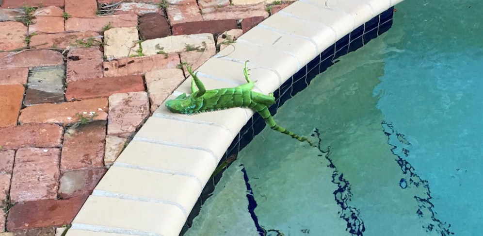 Die Kälte in Florida lässt Leguane erstarren.