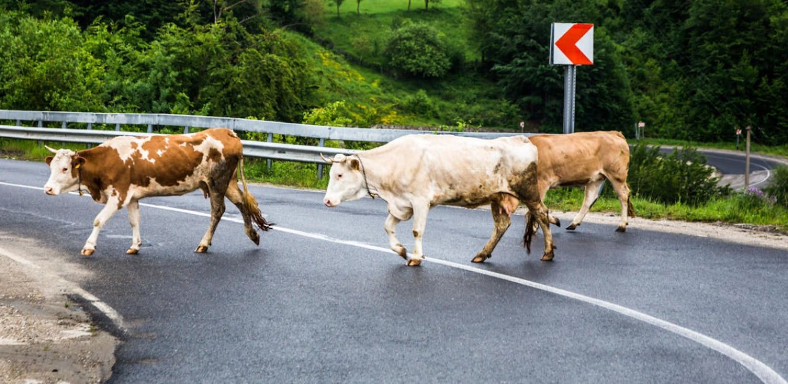 Zwei aggressive Kühe auf der Autobahn erschossen