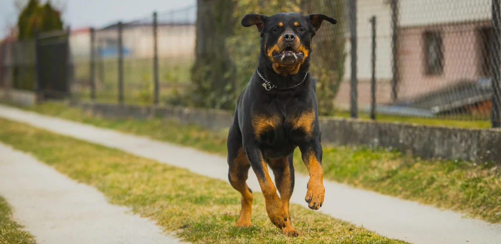 Symbolfoto eines Rottweilers.