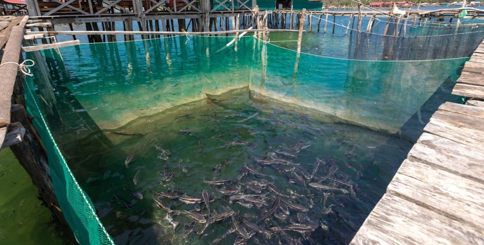 Unbekannte stahlen 400 Kilo lebende Störe aus einem Becken.