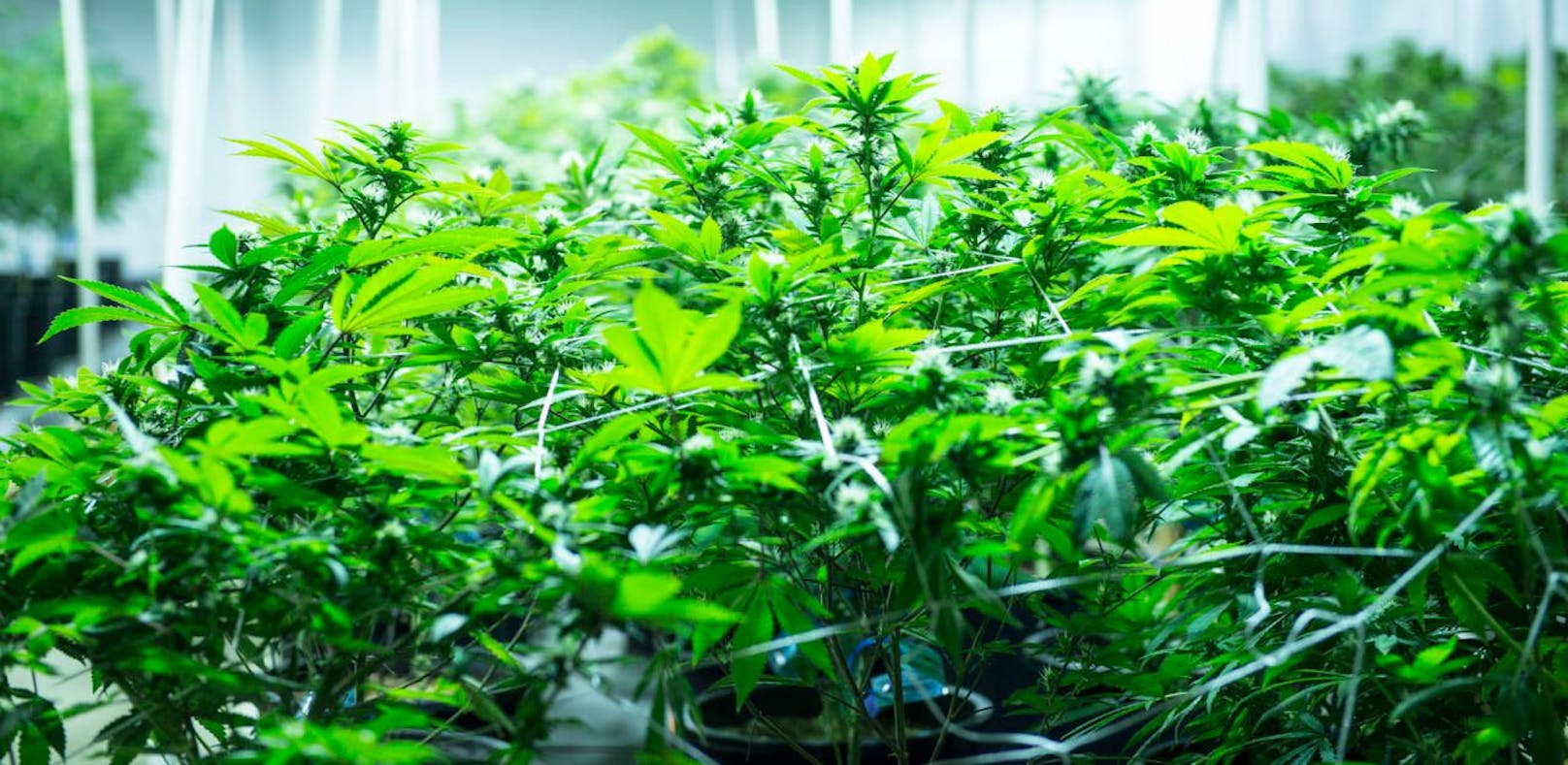 Riesige Cannabis-Plantage in Griechenland entdeckt