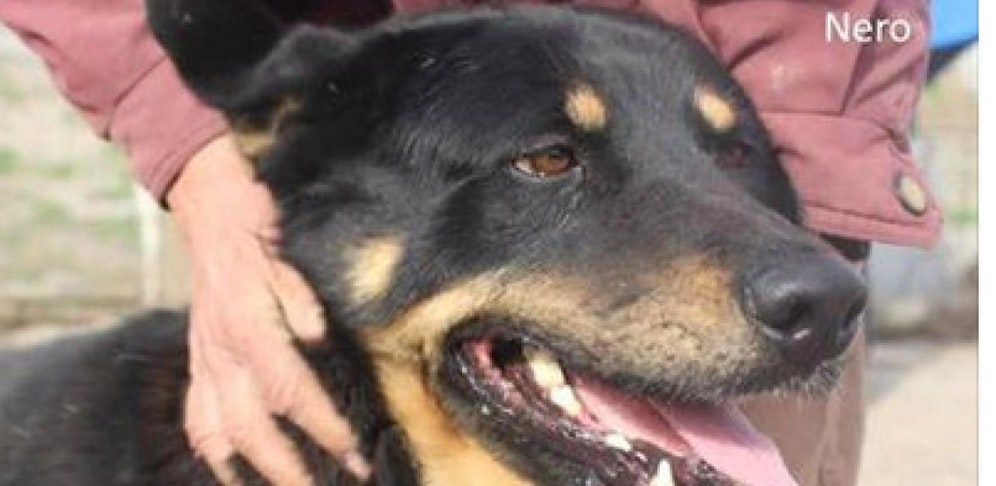 Linzerin sucht Paten für Hundekastrationen.