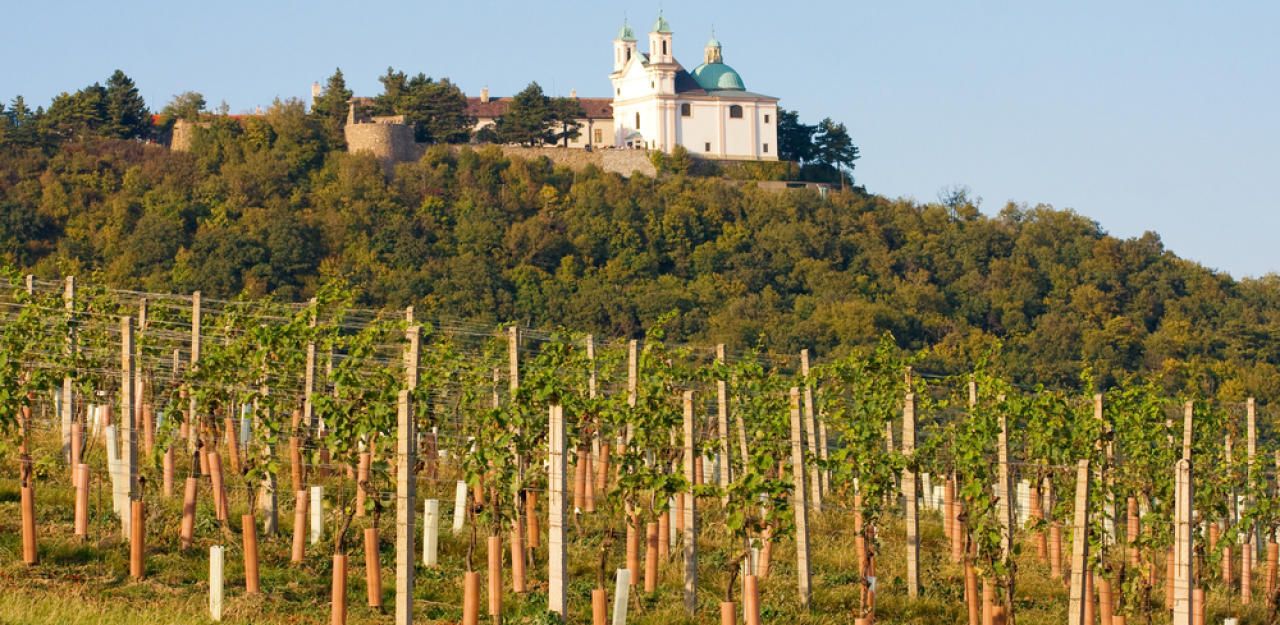 Der Biowein vom Weingut Cobenzl steht in der Kritik.