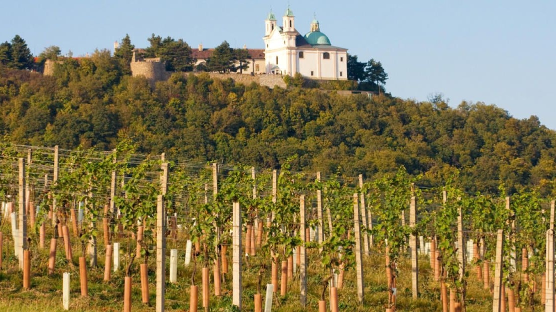 Heute.at - Chemie statt Bio? Große Aufregung um Cobenzl-Wein