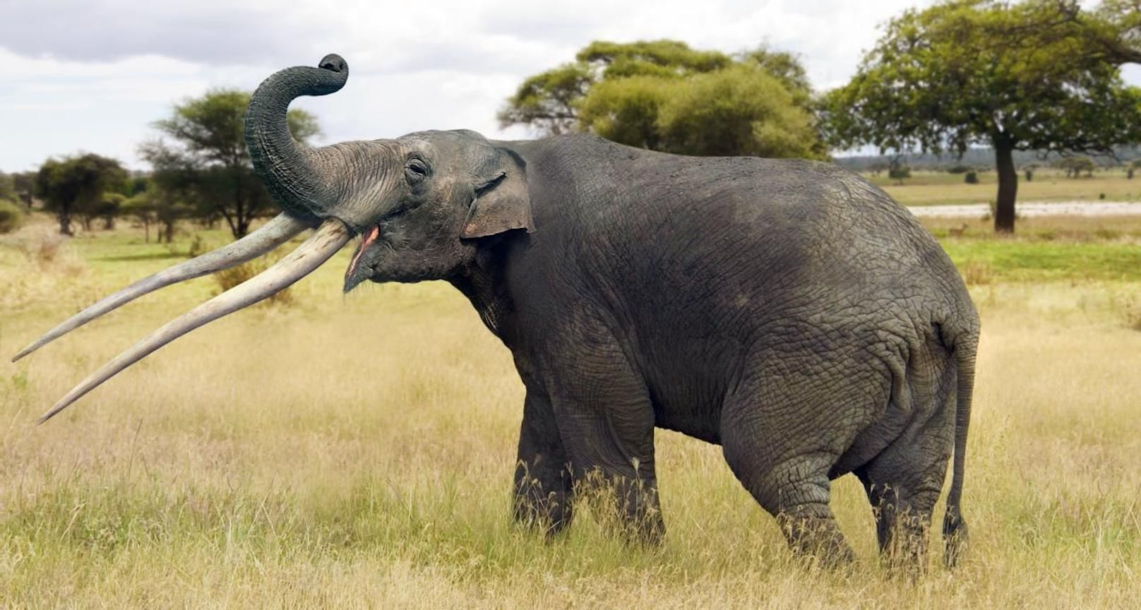 Das Kind wurde von einem Elefanten angegriffen (Symbolbild)