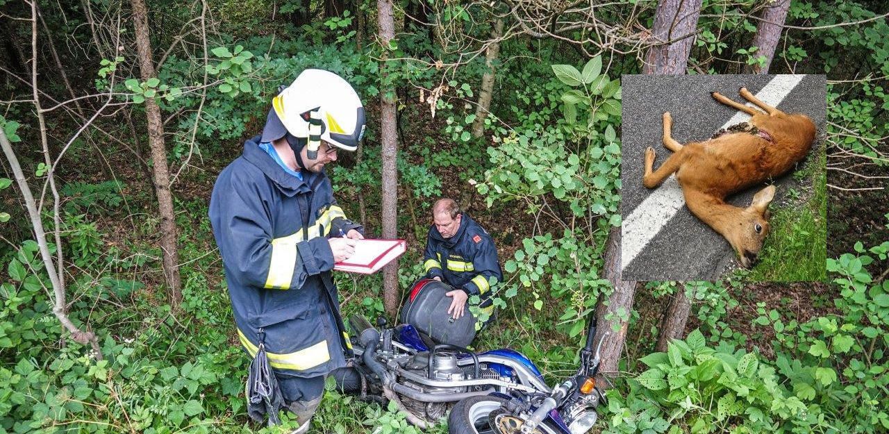 Heute.at - Reh sprang auf Fahrbahn: Bikerin landete im Graben