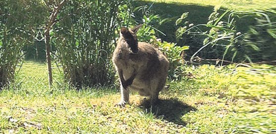 Das Känguru wurde wohlbehalten an einen Züchter übergeben.