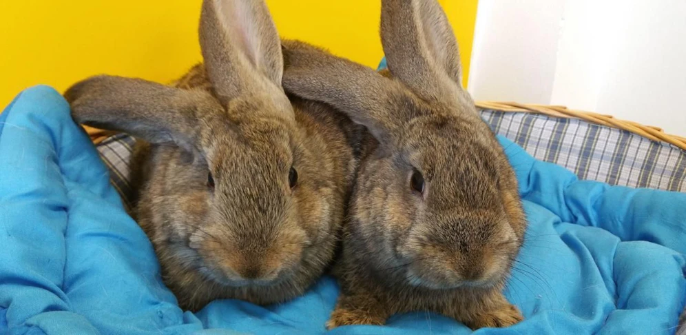 Milly und Marie saßen in einem Karton im Wald. Sie wurden ins Tierheim gebracht.