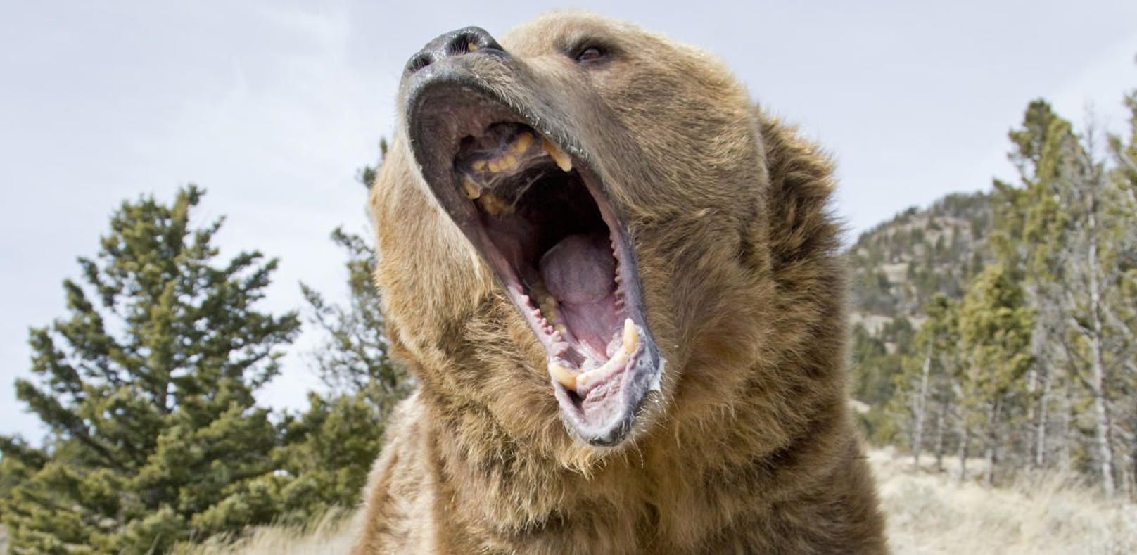 Ein Grizzlybär (Ursus arctos horribilis) aufgenommen in Montana, USA. Symbolbild