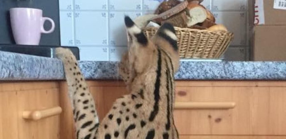 Hmm...mal sehen ob der Kaffee schon fertig ist! Der neugierige Cooper macht Kücheninspektion. 