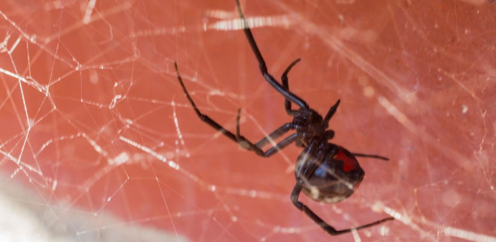 Der Engländer erlitt durch den Spinnenbiss eine Sepsis und musste sich in weiterer Folge sein Bein abnehmen lassen.