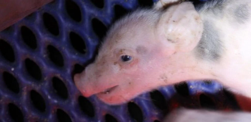 Aufnahme des VGT: Prozess wegen Tierquälerei endete nun mit drei Freisprüchen.