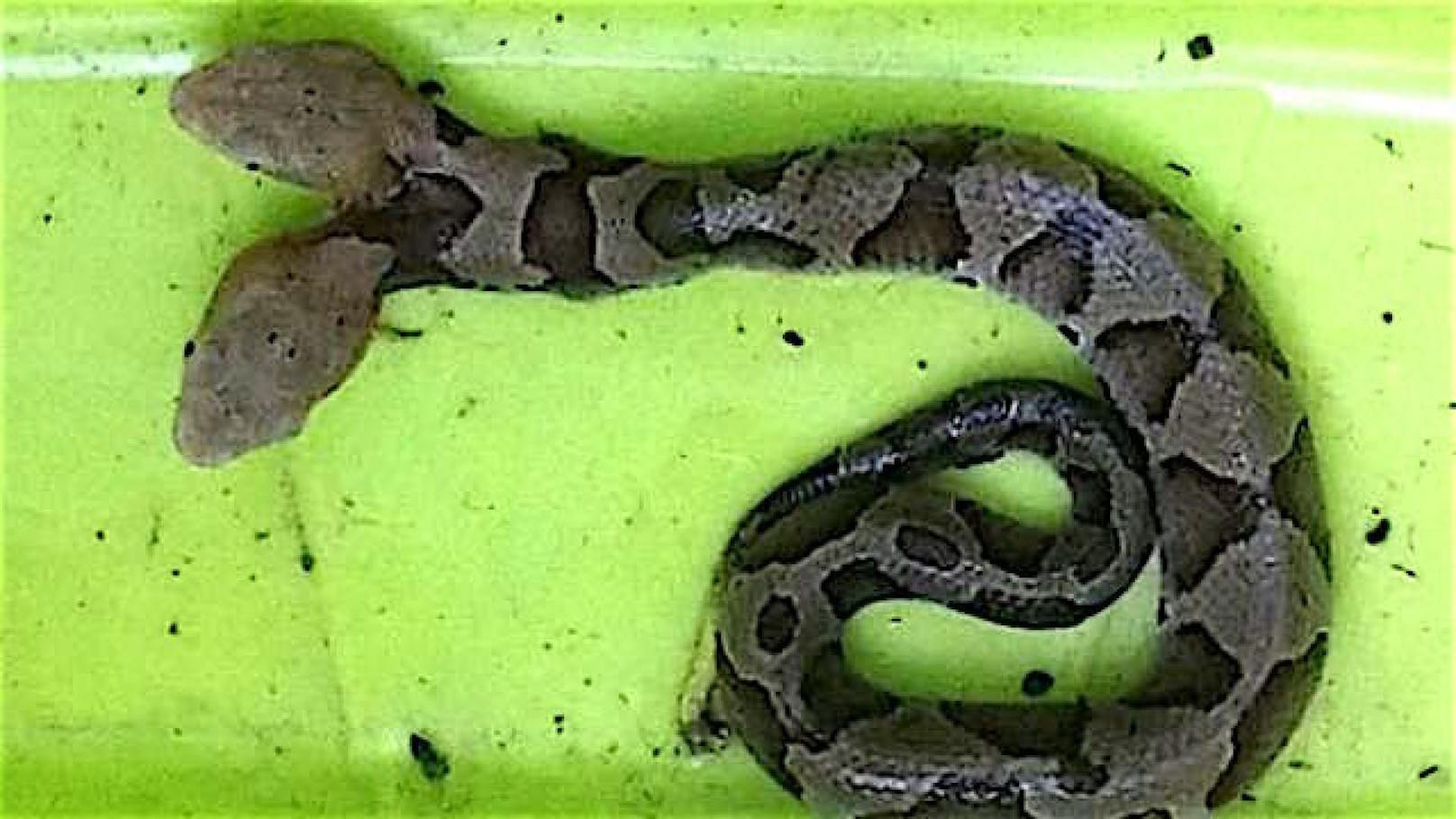 Die seltene zweiköpfige Schlange wurde in einem Garten in Virginia (USA) gefunden. 