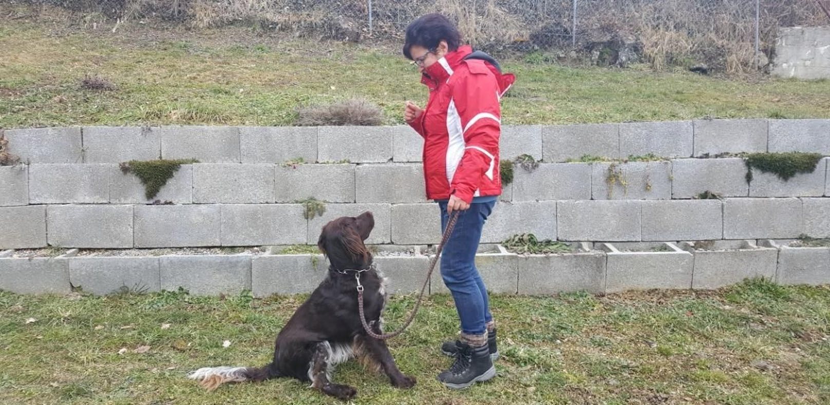Hund "Falco" rettet Mann (60) vor dem Erfrieren