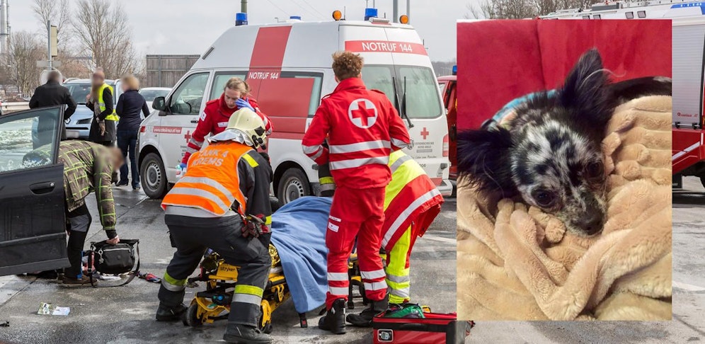 Chihuahua "Baty" wird gesucht. Die Hündin lief nach einem schweren Unfall in Krems davon.