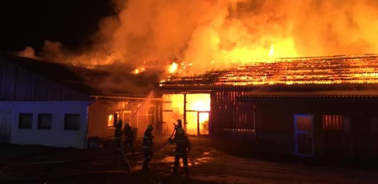 Heute.at - 200 Ziegen bei Stallbrand ums Leben gekommen