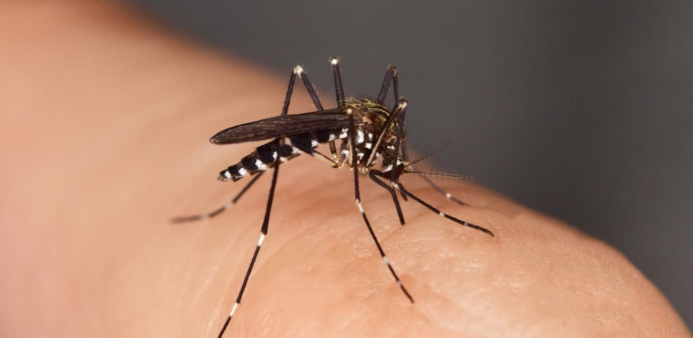 Noch nimmt man die Gelsen kaum wahr, aber das könnte sich schon bald ändern. Kann der Coronavirus durch einen Gelsenstich übertragen werden? 