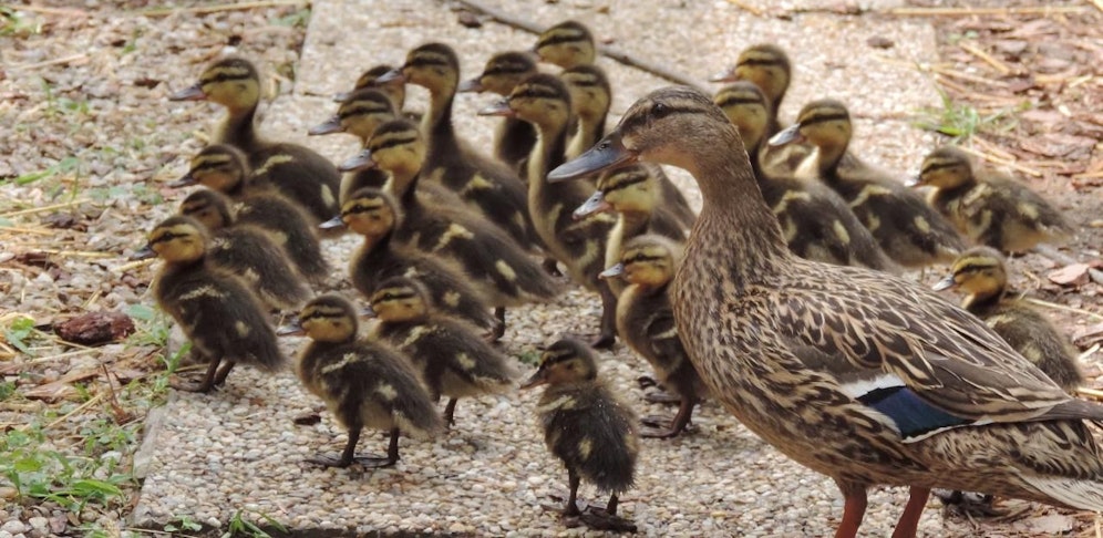 Die Entenmama mit ihrer ganzen Rasselbande.