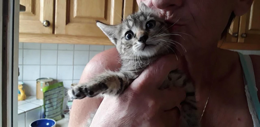 Dieses kleine Katzerl saß völlig verstört auf der Überholspur der A1. Ein Lenker packte das Tier ein und brachte es zu Christine Hausleitner vom Tierschutzverein Region Amstetten.