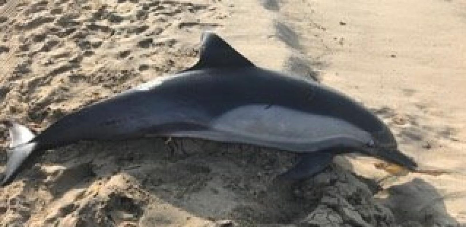 Am Strand von Manhattan Beach in Kalifornien wurde dieser Delfin tot aufgefunden.