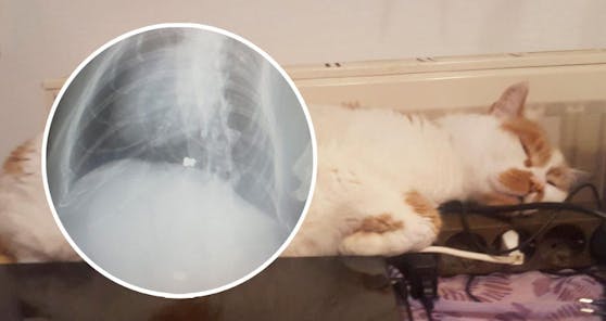 Kater Garfield wurde zwei Mal angeschossen. Am Röntgenbild kann man die beiden Projektile gut erkennen (weiße Punkte).