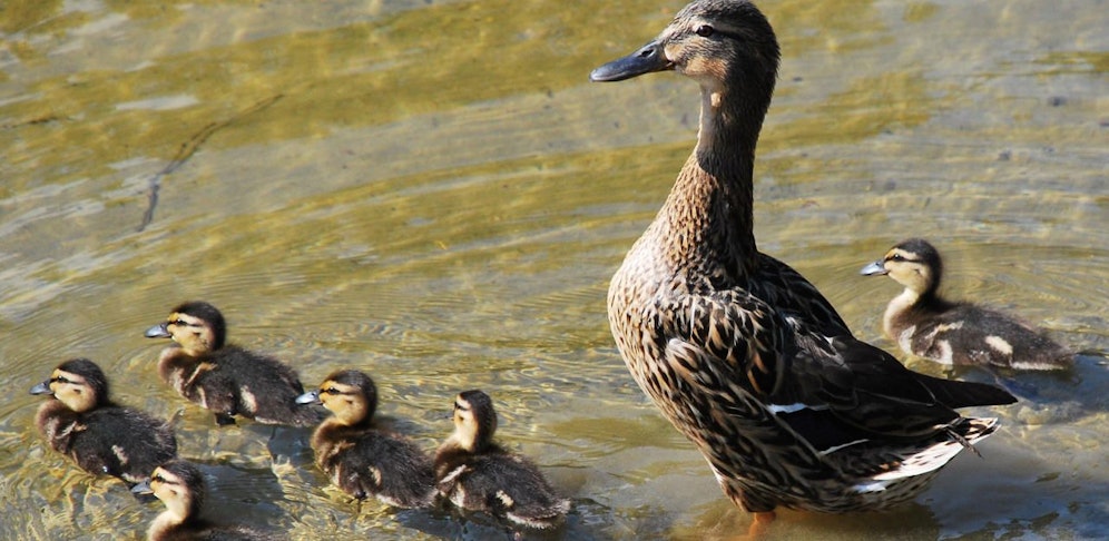 Kinder entdeckten am Ufer des Pichlingersees ein "gefesseltes" Entenbaby.